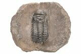 Crotalocephalina Trilobite - Atchana, Morocco #216504-1
